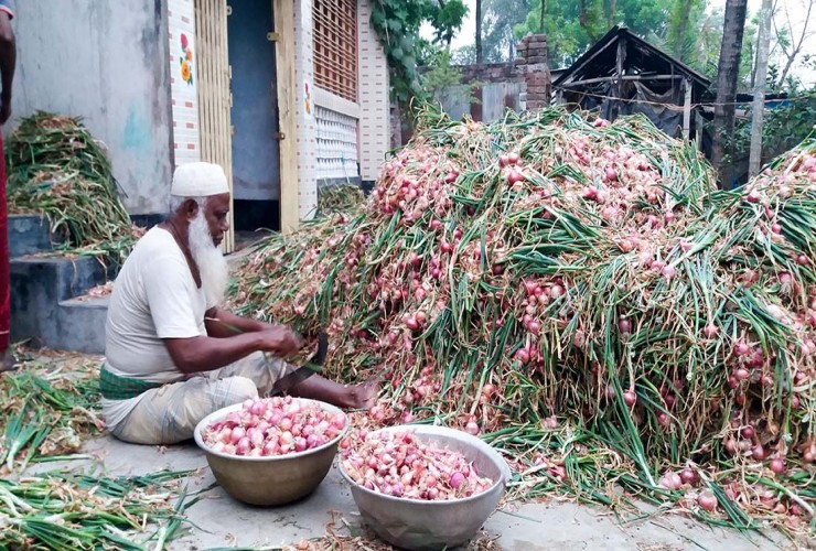 কুষ্টিয়া জেলায়  পেঁয়াজের বাম্পার ফলন হলেও লক্ষ্যমাত্রা পুরণ হয়নি